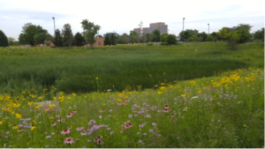 Restored prairie along the detention pond at RU's Schaumburg Campus (S. Tag, Aug 2015)