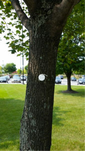 A tagged tree at RU's Schaumburg Campus, Fall 2015 (photo: S. Tag)